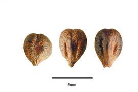  Seeds:  Vitis amurensis ; Photo by R. Gibbons, USDA APHIS PPQ, Kirkbride et al. (2006)
