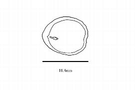  Embryo:  Ampelocissus imperialis ; Illustration by K. Parker, Kirkbride et al. (2006)
