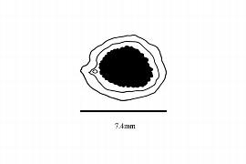  Embryo:  Cayratia geniculata ; Illustration by K. Parker, Kirkbride et al. (2006)
