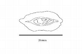  Embryo:  Callisthene fasciculata ; Illustration by K. Parker, Kirkbride et al. (2006)
