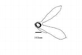  Embryo:  Erismadelphus exsul ; Illustration by K. Parker, Kirkbride et al. (2006)
