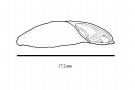  Embryo:  Qualea cordata ; Illustration by K. Parker, Kirkbride et al. (2006)
