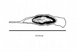  Embryo:  Welwitschia mirabilis ; Illustration by K. Parker, Kirkbride et al. (2006)
