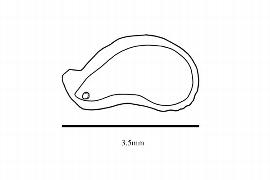  Embryo:  Tasmannia insipida ; Illustration by K. Parker, Kirkbride et al. (2006)
