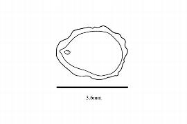  Embryo:  Zygogynum crassifolium ; Illustration by K. Parker, Kirkbride et al. (2006)
