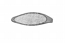   Embryo:   Xyris indica;  Illustration by K. Parker, Kirkbride et al. (2006) 
