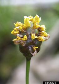   Inflorescence:   Xyris laxifolia ; Photo by S. Winterton, CDFA, bugwood.org
