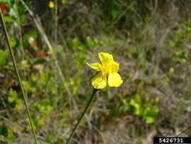   Flower:   Xyris platylepis ; Photo by R. Wallace, University of Georgia, bugwood.org
