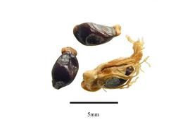   Seeds:   Zingiber officinale,  with aril and without; Photo by R. Gibbons, USDA APHIS PPQ, Kirkbride et al. (2006) 
