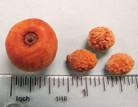   Fruit:   Ziziphus  sp., drupe and pits (seed surrounded by endocarp); Photo by N. Diaz, USDA APHIS PPQ, imageID.idtools.org
