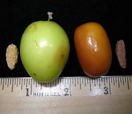   Fruits:  Ziziphus sp., drupe and pits; Photo by K. Fox, USDA APHIS PPQ, imageID.idtools.org
