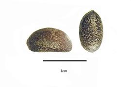  Seeds:  Guaiacum sanctum ; Photo by R. Gibbons, USDA APHIS PPQ, Kirkbride et al. (2006)
