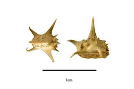  Fruit:  Tribulus cistoides ; Photo by R. Gibbons, USDA APHIS PPQ, Kirkbride et al. (2006)
