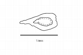  Embryo:  Neoluederitzia sericocarpa ; Illustration by K. Parker, Kirkbride et al. (2006)
