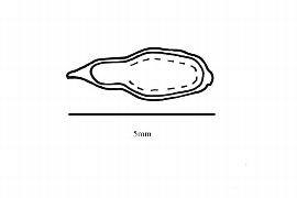  Embryo:  Nitraria billardierei ; Illustration by K. Parker, Kirkbride et al. (2006)
