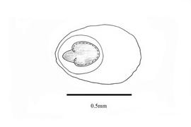   Embryo:   Hygrophila polysperma ; Illustration by K. Parker, Kirkbride et al. (2006)
