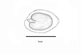   Embryo:   Ruellia tuberosa ; Illustration by K. Parker, Kirkbride et al. (2006)
