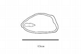   Embryo:   Clematoclethra lasioclada ; Illustration by K. Parker, Kirkbride et al. (2006)
