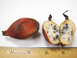   Fruits, seeds:   Aframomum  sp.; Photo by N. Diaz, USDA APHIS PPQ, imageID.idtools.org 
