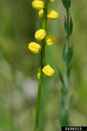   Inflorescence:   Alertis aurea ; Photo by K.A. Rawlins, University of Georgia, bugwood.org
