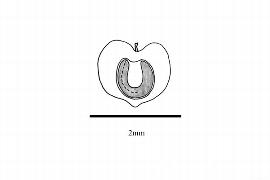   Embryo:   Alternanthera sessilis ; Illustration by K. Parker, Kirkbride et al. (2006)
