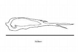   Embryo:   Orthopterygium huaucui ; Illustration by K. Parker, Kirkbride et al. (2006)
