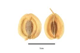   Fruits:   Zosima absinthifolia ; Photo by R. Gibbons, USDA APHIS PPQ, Kirkbride et al. (2006)
