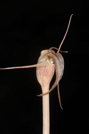   Flower:   Arachnitis uniflora ; Photo by aacocucci, gbif.org
