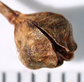   Fruit:   Asphodelus fistulosus ; Photo by A. Margina, USDA APHIS PPQ, imageID.idtools.org
