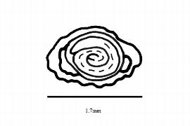   Embryo:   Anredera diffusa ; Illustration by K. Parker, Kirkbride et al. (2006)
