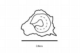   Embryo:   Ullucus tuberosus;  Illustration by K. Parker, Kirkbride et al. (2006)
