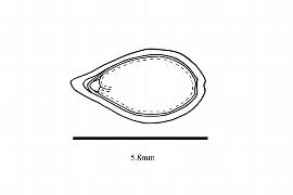   Embryo:   Ostrya carpinifolia ; Illustration by K. Parker, Kirkbride et al. (2006)
