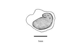   Embryo:   Harrisia martinii ; Illustration by K. Parker, Kirkbride et al. (2006)
