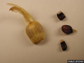   Fruits, seeds:   Calathea crotalifera ; Photo by C. Calderon, Cesar Calderon Pathology Collection, USDA APHIS PPQ, bugwood.org 
