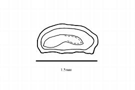   Embryo:   Callitriche palustris ; Illustration by K. Parker, Kirkbride et al. (2006)
