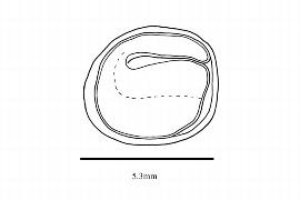   Embryo:   Cannabis   sativa ; Illustration by K. Parker, Kirkbride et al. (2006)
