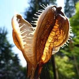   Fruit:   Cardiocrinum giganteum , dehisced fruit; Photo by W. Cutler, flickr.com
