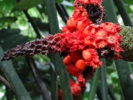   Infructescence:   Carludovica palmata ; Photo by Rebecca Hill, gbif.org
