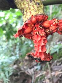   Infructescence:   Carludovica palmata ; Photo by Nicolás Baresch Uribe, gbif.org
