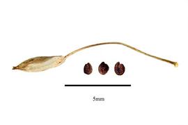   Fruit, seeds:   Drymaria cordata ; Photo by R. Gibbons, USDA APHIS PPQ, Kirkbride et al. (2006)
