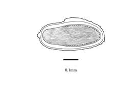   Embryo:   Polycarpon prostratum ; Illustration by K. Parker, Kirkbride et al. (2006)
