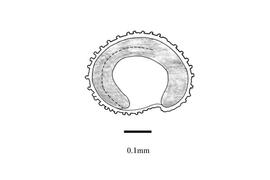   Embryo:   Sagina japonica ; Illustration by K. Parker, Kirkbride et al. (2006)
