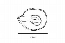   Embryo:   Cneorum tricoccon ; Illustration by K. Parker, Kirkbride et al. (2006)
