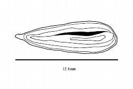   Embryo:   Laguncularia racemosa ; Illustration by K. Parker, Kirkbride et al. (2006)
