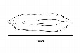   Embryo:   Quisqualis indica ; Illustration by K. Parker, Kirkbride et al. (2006)
