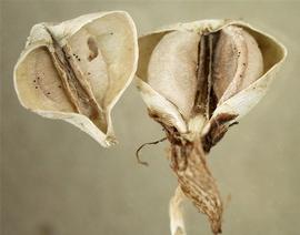   Fruits:   Commelina erecta , dehisced fruits showing seeds; Photo by R. Young, USDA APHIS PPQ, imageID.idtools.org
