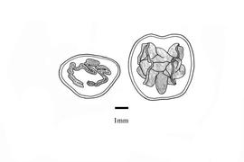   Embryo:   Merremia aegyptia ; Illustration by K. Parker, Kirkbride et al. (2006)
