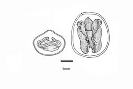   Embryo:   Merremia quinquefolia ; Illustration by K. Parker, Kirkbride et al. (2006)
