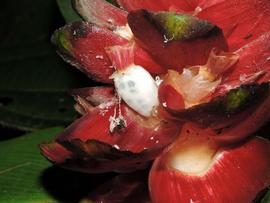   Fruit:   Costus laevis ; Photo by R. Aguilar, flickr.com
