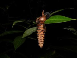   Infructescence:   Costus laevis ; Photo by R. Aguilar, Flickr
